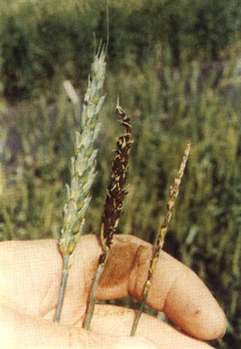 سیاهک برگ و ساقه غلات